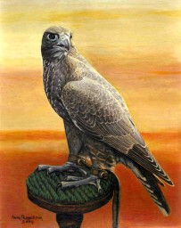 Gyrfalcon - dark